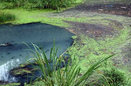 top 8 screen protector brands in India